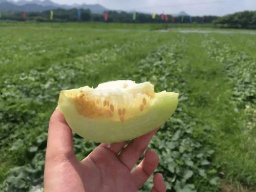 吃瓜网红打卡地  第2张